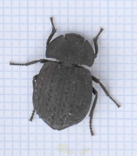 Asida sp.